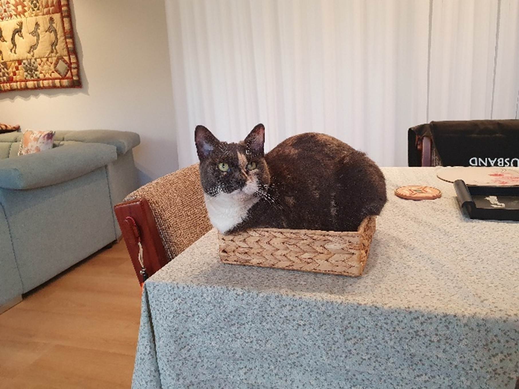 A cat sitting in a basket on a table

AI-generated content may be incorrect.