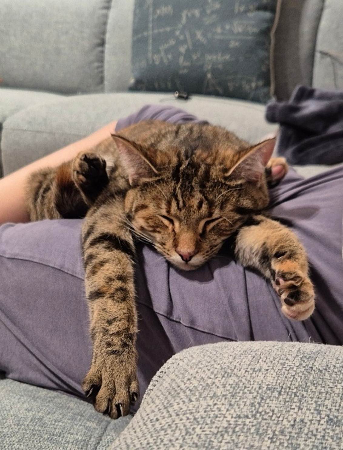 A cat lying on a person's lap

AI-generated content may be incorrect.