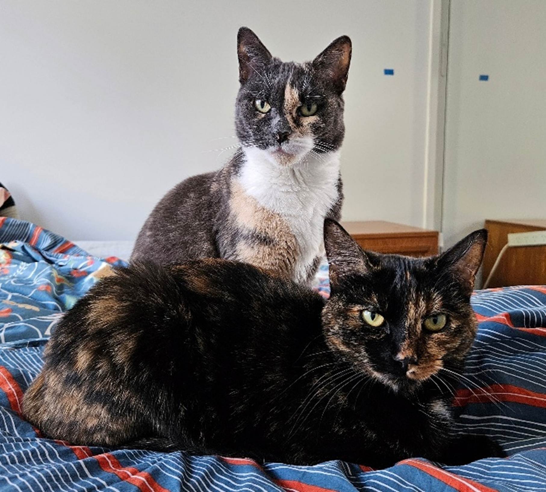 Two cats on a bed

AI-generated content may be incorrect.